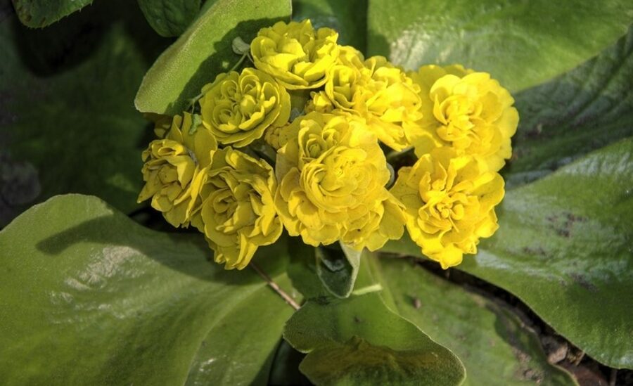 Raktažolė (Primula auricula) 'Bitter Lemon'