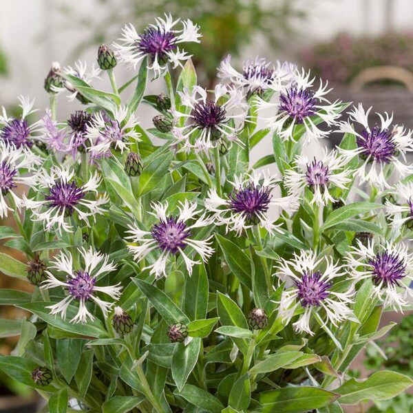 Bajorė (Centaurea montana) ‘Amethyst in Snow’