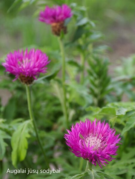 Bajorė balsvoji (Centaurea dealbata) 'Steenbergii'