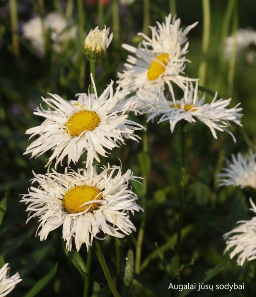 Baltagalvė (Leucanthemum) nr.2