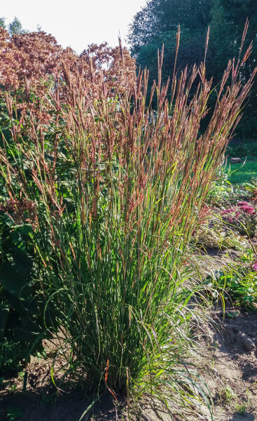 Barzdotis (Andropogon gerardii) 'Hummelo'