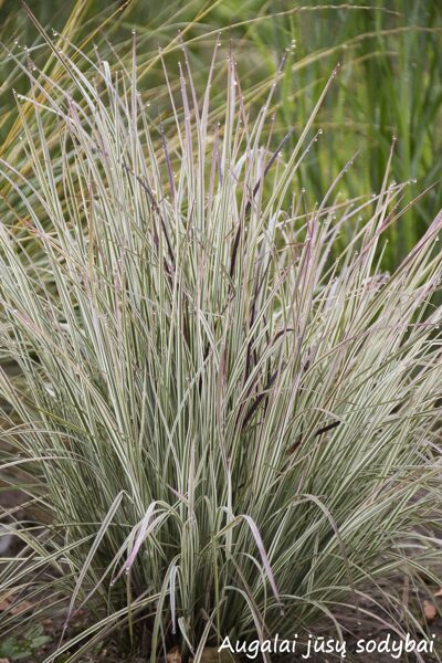 Barzdūnas kupstinis (Schizachyrium scoparium) 'Chameleon'