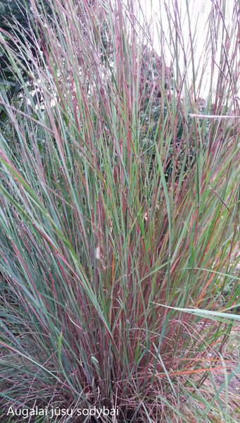 Barzdūnas kupstinis (Schizachyrium scoparium) 'Standing Ovation'