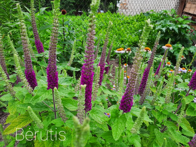 Bėrutis (Teucrium hircanicum)