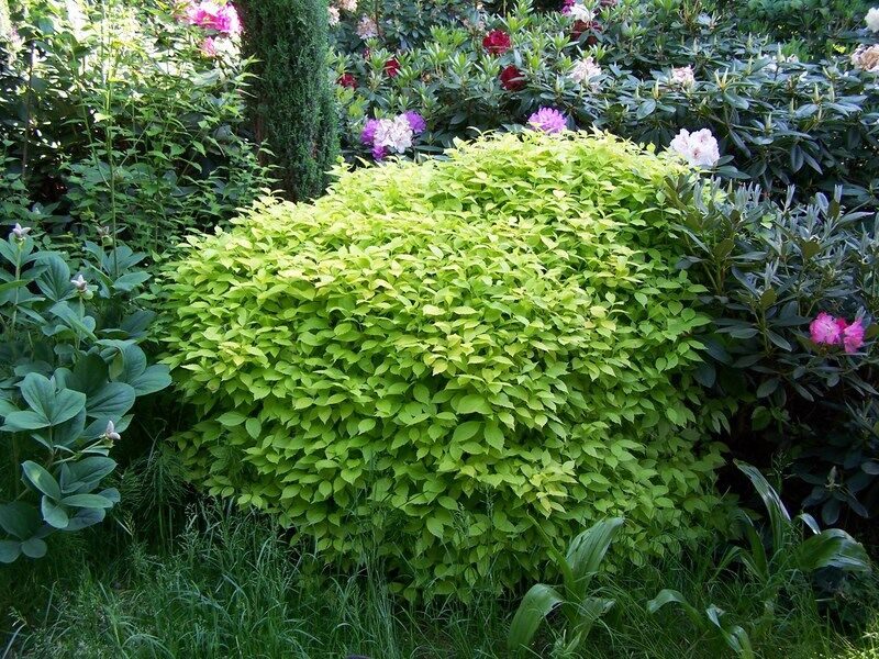 Leucosceptrum japonicum 'Golden Angel'