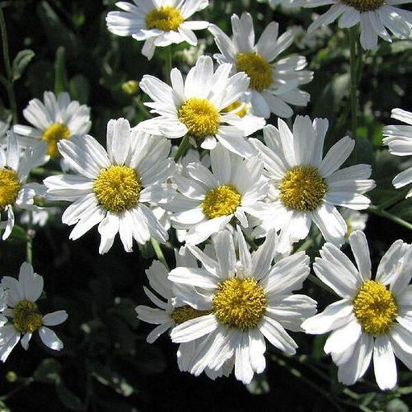 Bitkrėslė balzaminė (Tanacetum balsamita)