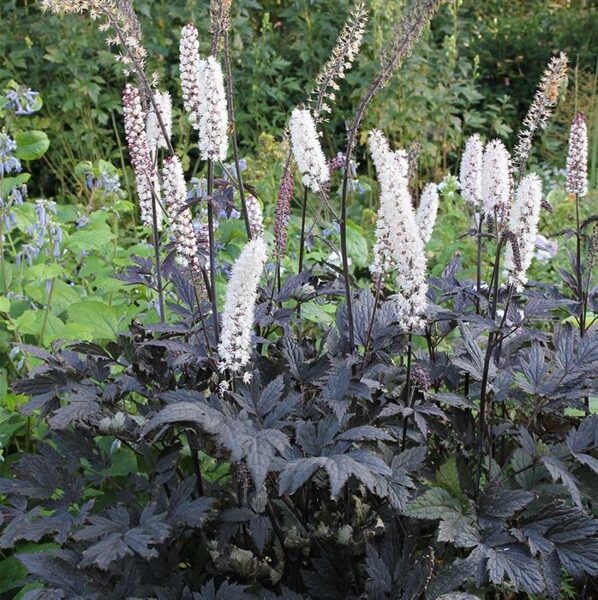 Blakėžudė paprastoji (Simcifuga simplex) 'Brunette'