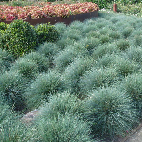 Eraičinas melsvasis (Festuca glauca) 'Zwergenkonig'