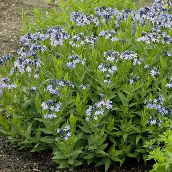 Dirktas (Amsonia) 'Blue Ice'