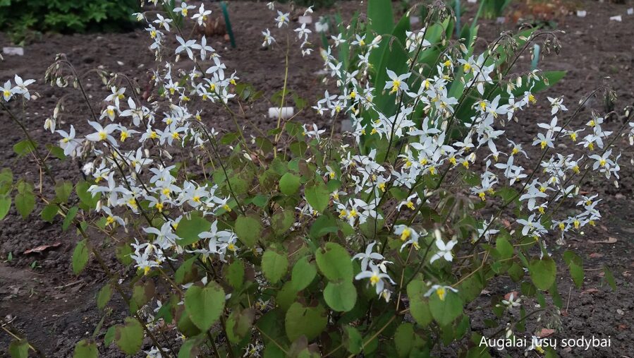 Epimedis (Epimedium brevicornum)