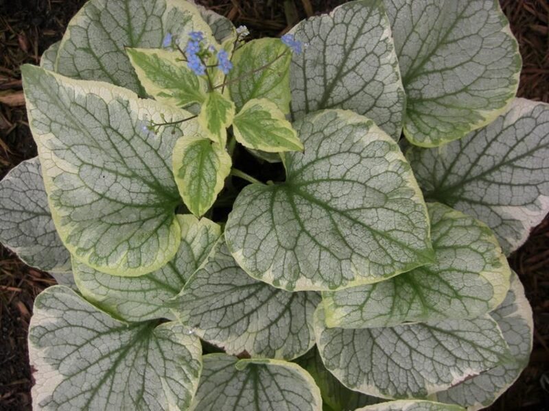 Brunera stambialapė (Brunnera macrophylla) 'King's Ransom'