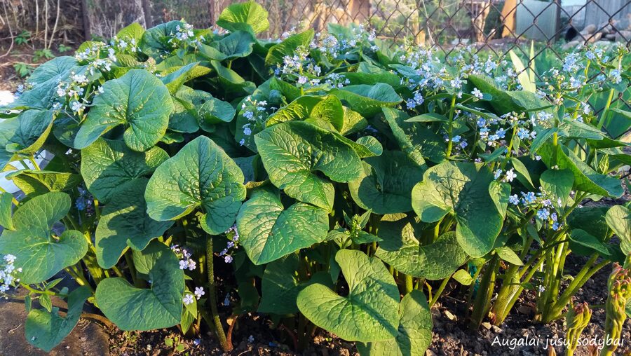 Brunera (Brunnera) 