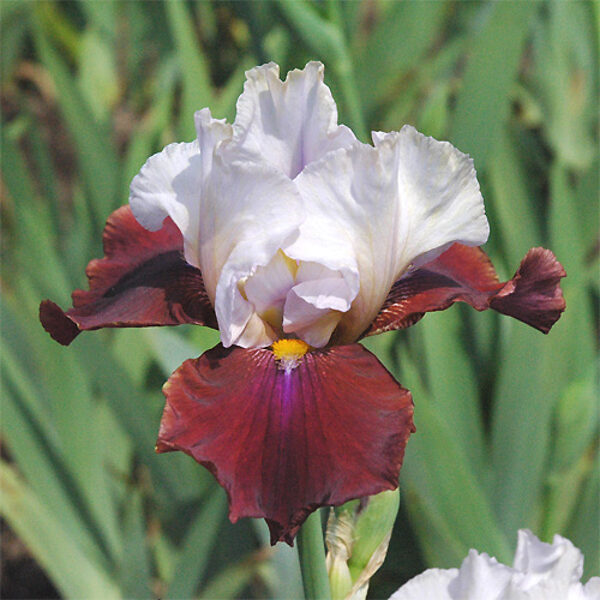 Vilkdalgis (Iris) 'Latin Hideaway'