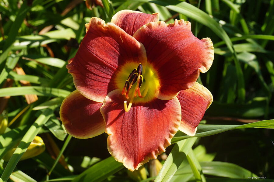 Viendienė (Hemerocallis) 'Geneva Firetruck'