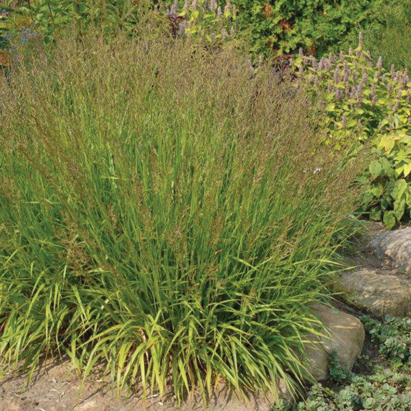 Lendrūnas smailiažiedis (Calamagrostis) 'Cheju Do'