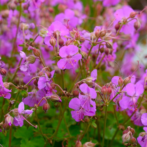 Snaputis (Geranium x cantabrigiense) ‘Cambridge’