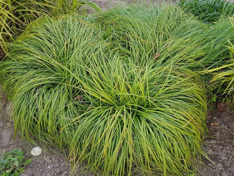 Viksva (Carex caryophyllea) 'The Beatles'