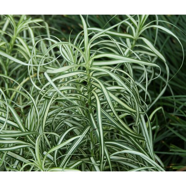 Palminė viksva (Carex muskingumensis) 'Bicolor Fountain'