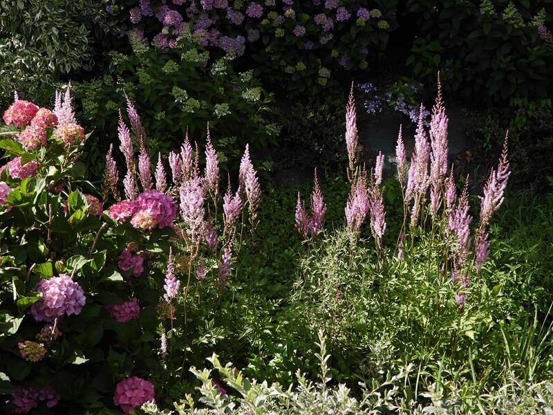 Astilbė (Astilbe chinensis var. davidii)