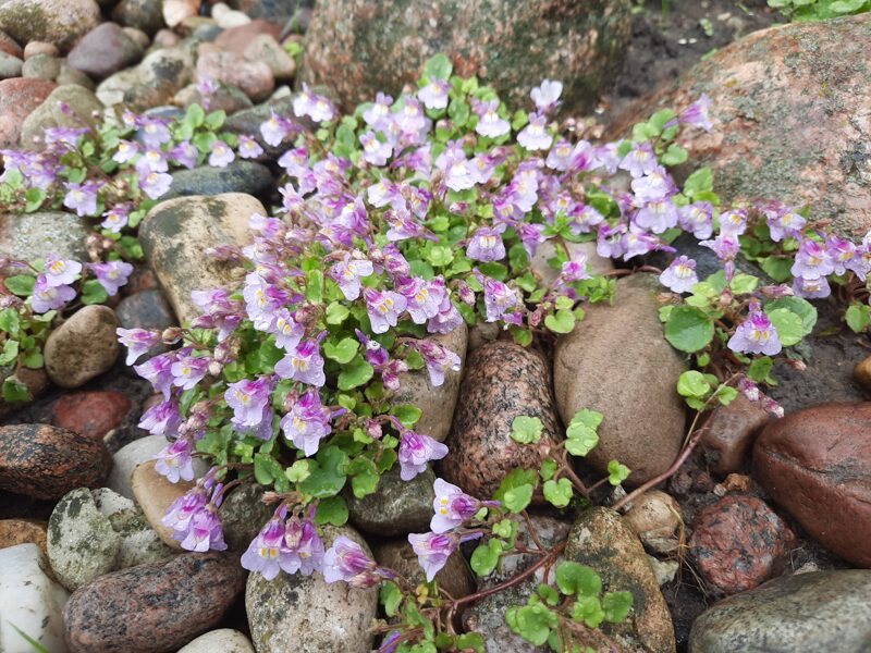 Blyškioji cimbaliarija (Cymbalaria pallida)