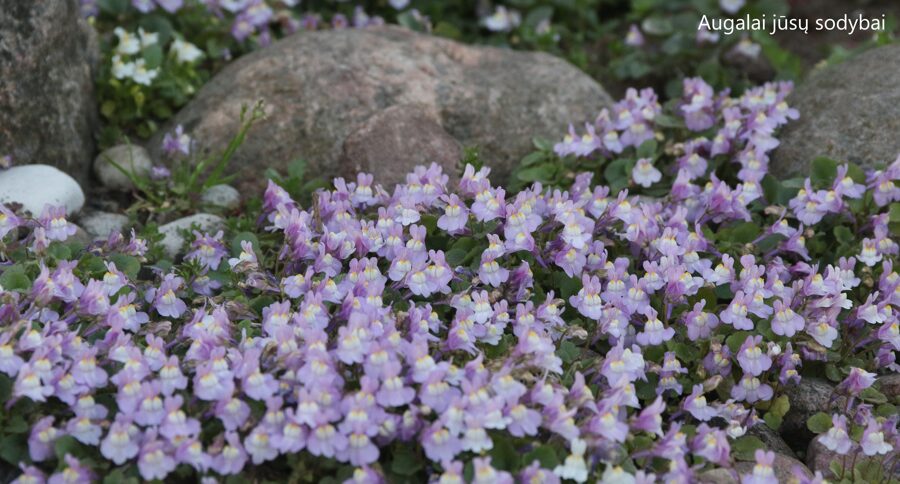 Cimbaliarija blyškioji  (Cymbalaria pallida)