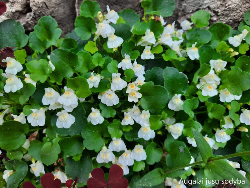 Cimbaliarija blyškioji  (Cymbalaria pallida) 'Alba'
