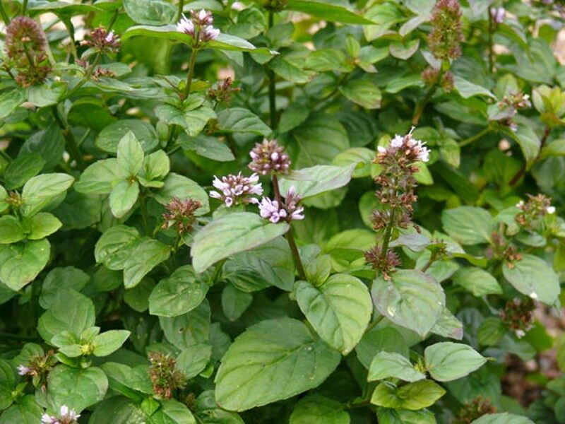 Citrininė mėta (Mentha piperita var. citrata 'Lemon')