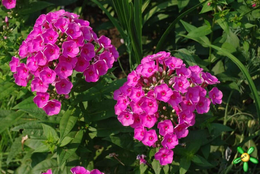 Šluotelinis flioksas (Phlox paniculata) 'Cosmopolitan'