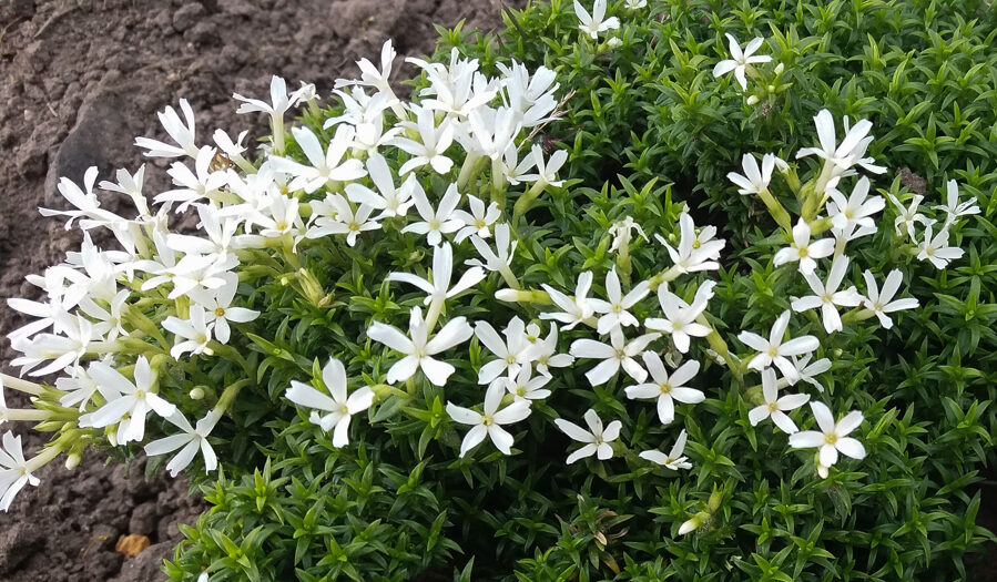 Flioksas (Phlox covilei)