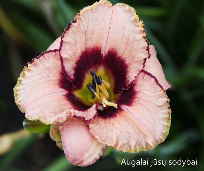 Viendienė (Hemerocallis) 'Daring Dilemma'