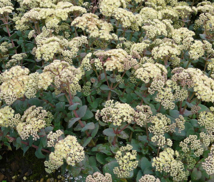 Šilokas (Sedum telephium) 'Hab Gray'