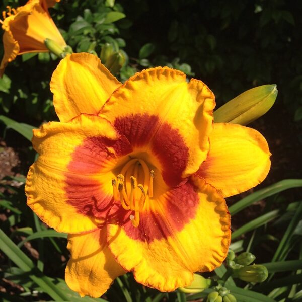 Viendienė (Hemerocallis) 'Fooled Me' 