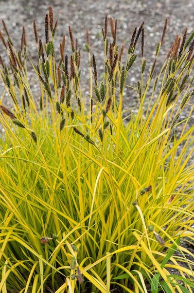 Aukštoji viksva (Carex elata) 'Aurea'