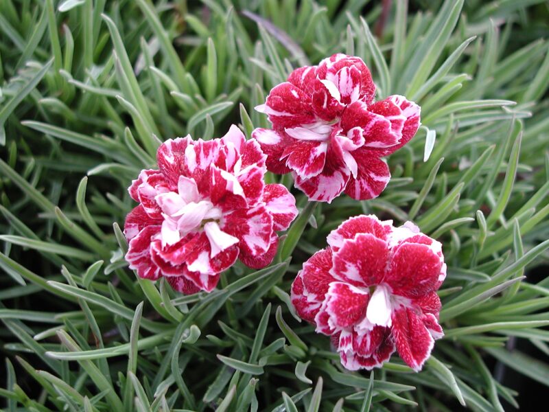 Žydrasis gvazdikas (Dianthus gratianopolitanus) ‘Whatfield Gem’ 