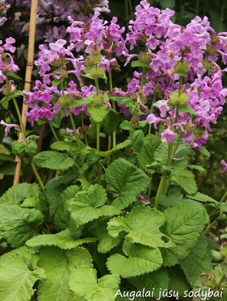 Didžiažiedė notra (Stachys macrantha) 