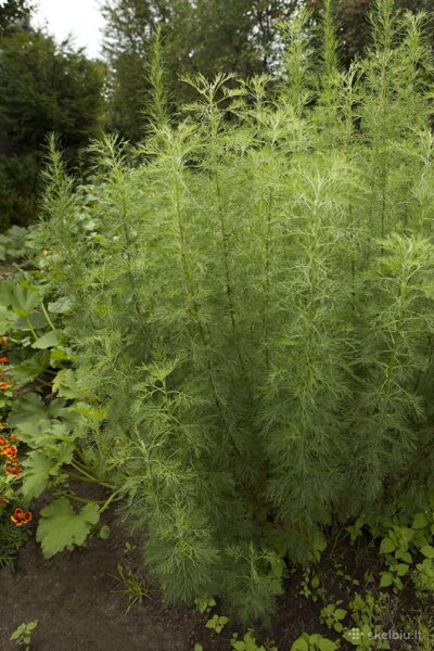 Diemedis (Artemisia abrotanum) 