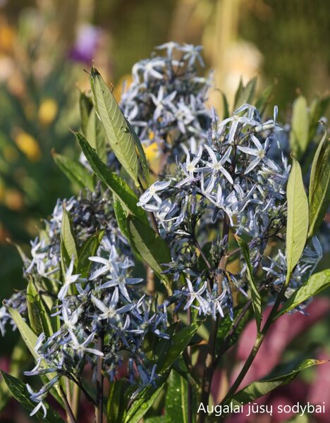 Dirktas amerikinis (Amsonia tabernaemontana var. salicifolia)