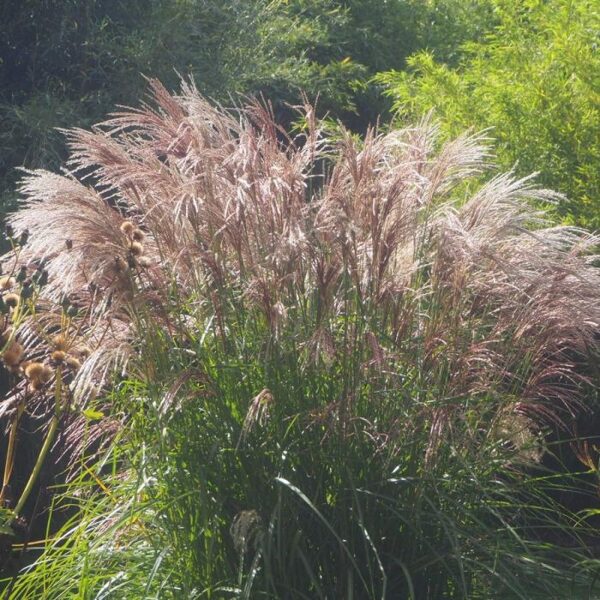 Kininis miskantas (Miscanthus sinensis) 'Flamingo'