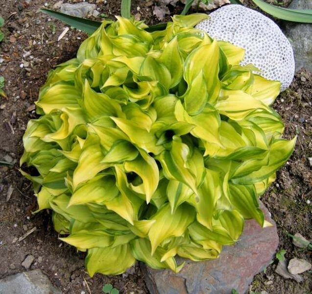 Melsvė (Hosta) 'Cracker Crumbs'