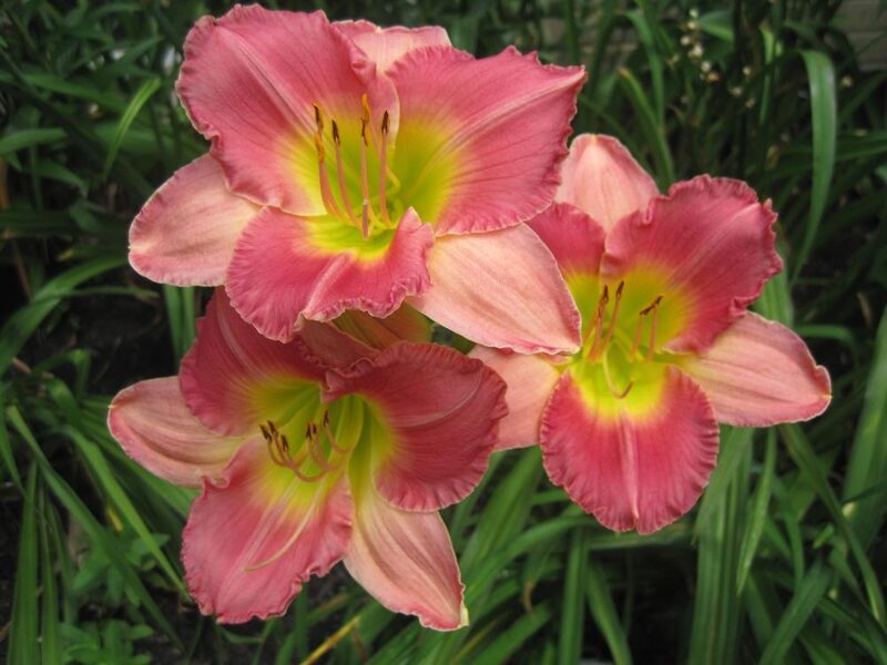 Viendienė (Hemerocallis) 'Final Toutch'