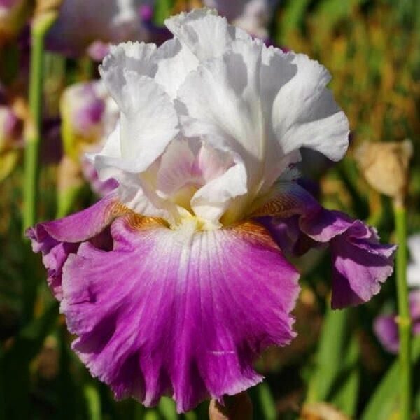 Vilkdalgis (Iris) 'Jazzed Up'