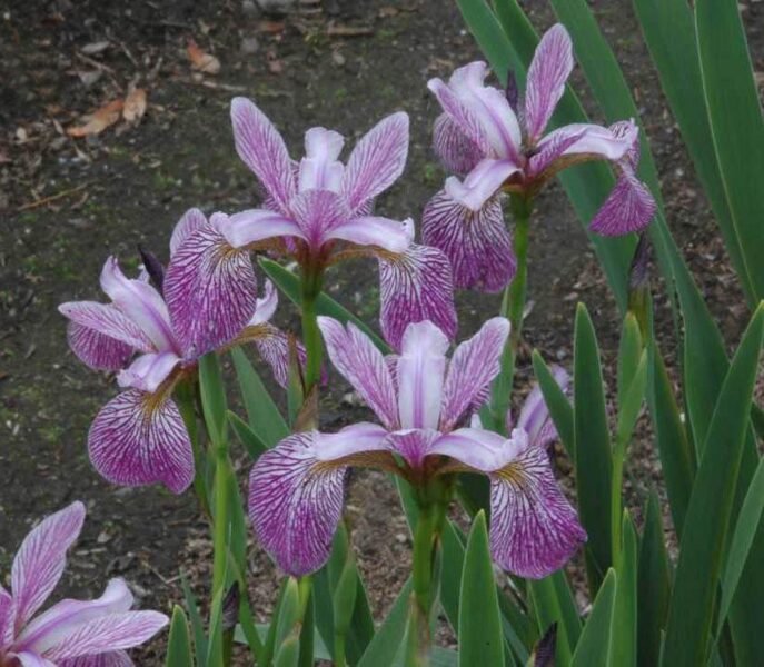 Vilkdalgis (Iris versicolor) 'Mint Fresh'