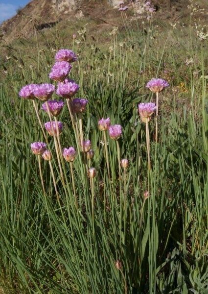 Gvaizdė (Armeria transmontana) 