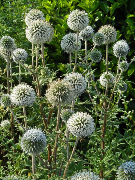 Bandrenis (Echinops sphaerocephalus) 'Arctic Glow'