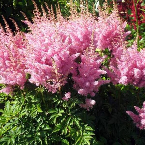 Astilbė (Astilbe) 'Eden's Odysseus'