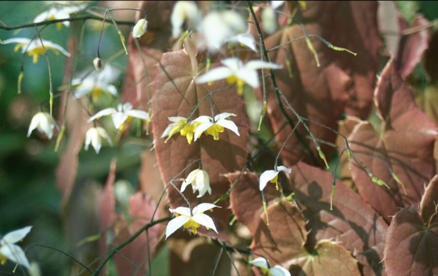 Epimedis (Epimedium) 'Mandarin Star'