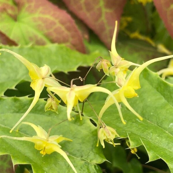 Epimedis (Epimedium) 'Spine Tingler'