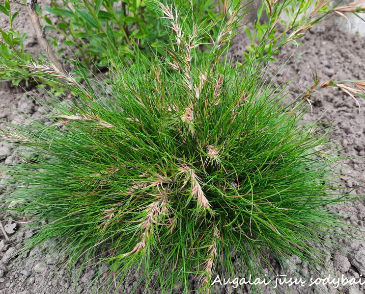 Eraičinas (Festuca vivipara) ‘Norge’