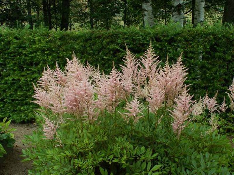 Astilbė (Astilbe) 'Erika'