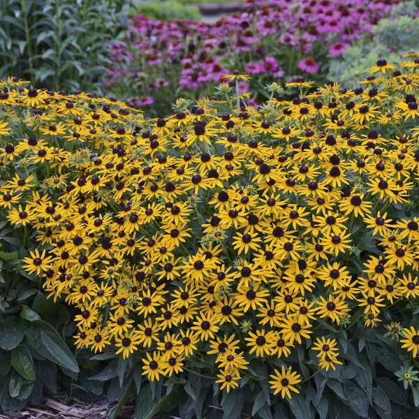 Žėrinčioji rudbekija (Rudbeckia fulgida) ‘Little Goldstar’